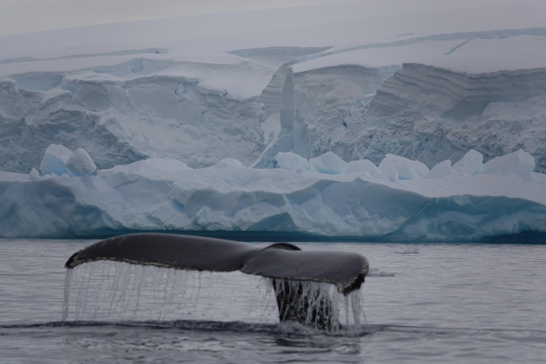HDS27-26, Day 7, DSC04536 © Unknown photographer - Oceanwide Expeditions.JPG