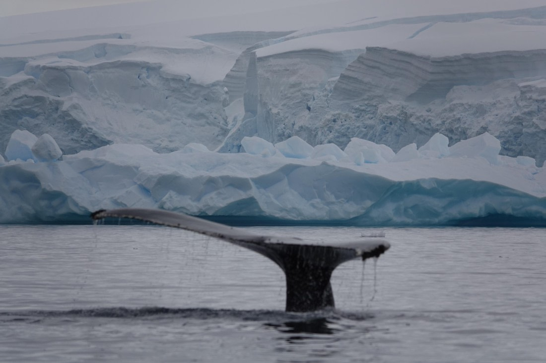 HDS27-26, Day 7, DSC04537 © Unknown photographer - Oceanwide Expeditions.JPG