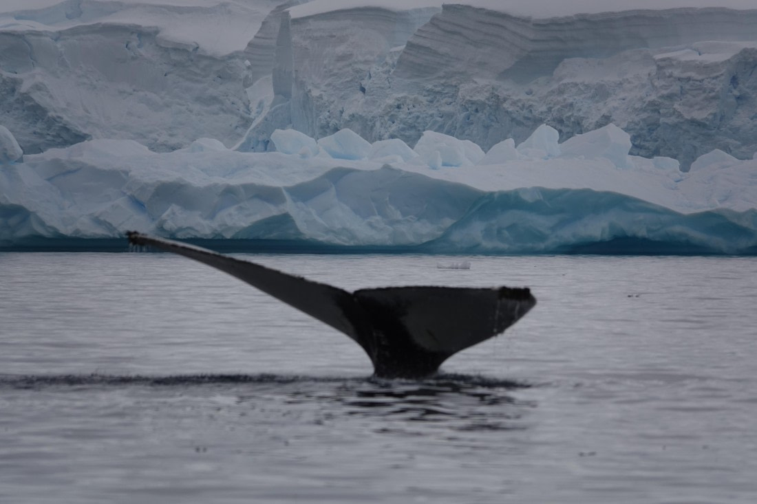 HDS27-26, Day 7, DSC04538 © Unknown photographer - Oceanwide Expeditions.JPG