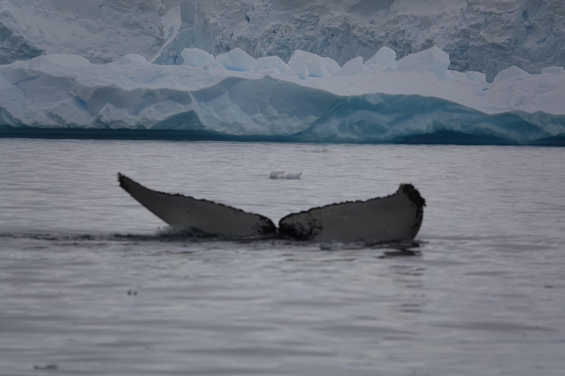 HDS27-26, Day 7, DSC04540 © Unknown photographer - Oceanwide Expeditions.JPG