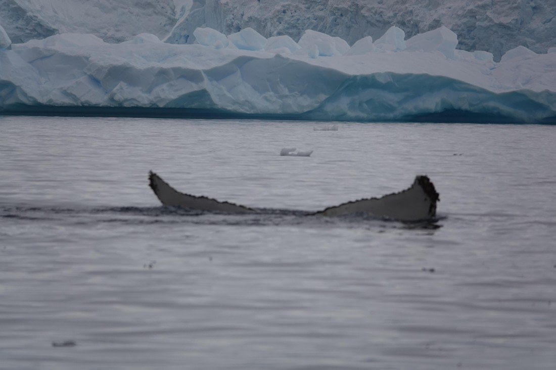 HDS27-26, Day 7, DSC04541 © Unknown photographer - Oceanwide Expeditions.JPG