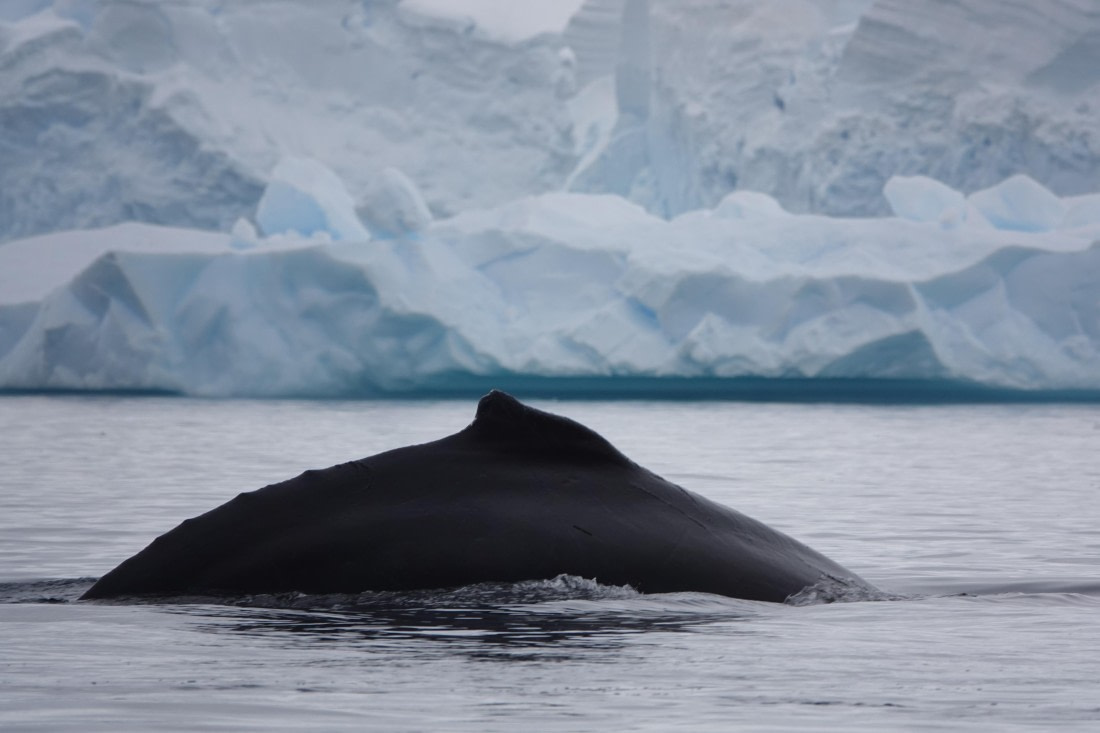 HDS27-26, Day 7, DSC04543 © Unknown photographer - Oceanwide Expeditions.JPG