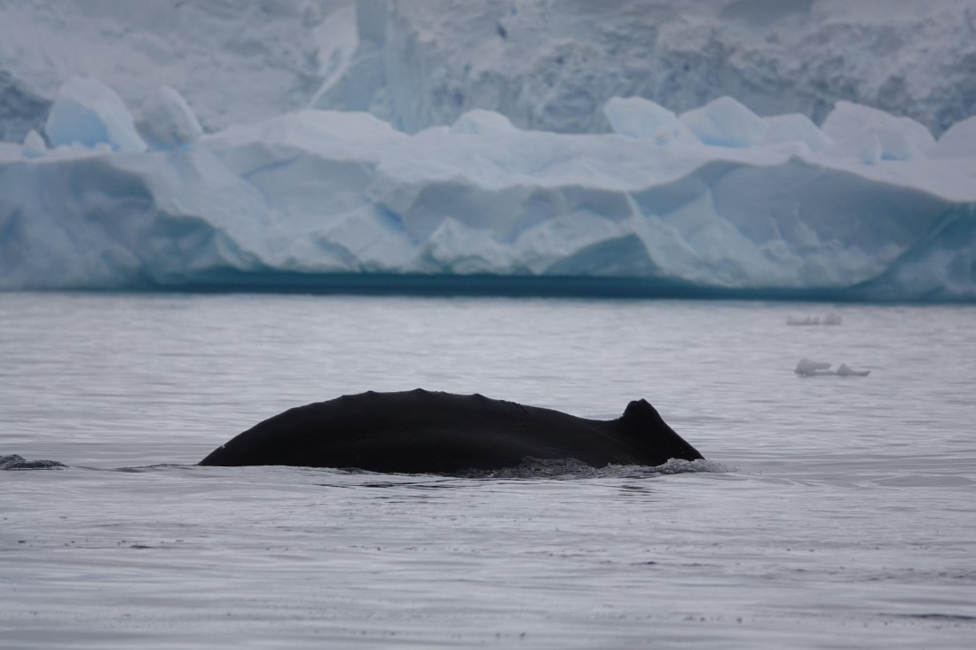 HDS27-26, Day 7, DSC04544 © Unknown photographer - Oceanwide Expeditions.JPG