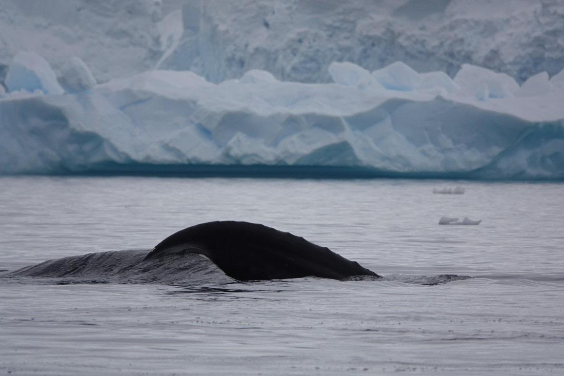 HDS27-26, Day 7, DSC04545 © Unknown photographer - Oceanwide Expeditions.JPG