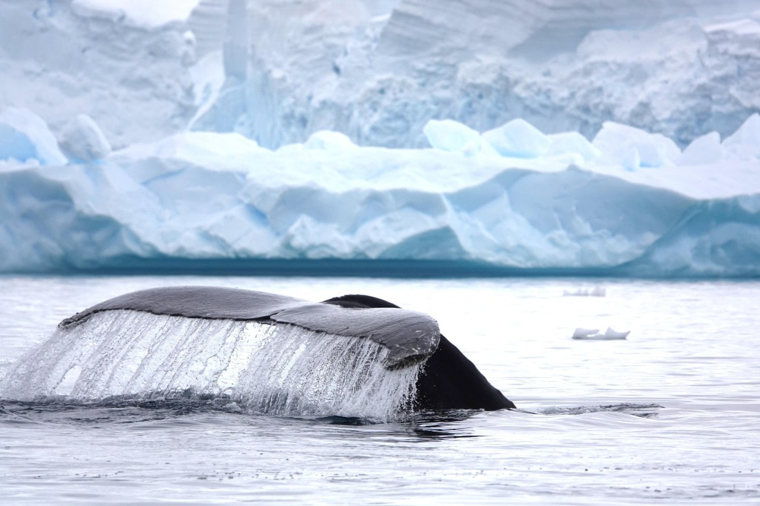 HDS27-26, Day 7, DSC04546 © Unknown photographer - Oceanwide Expeditions.JPG