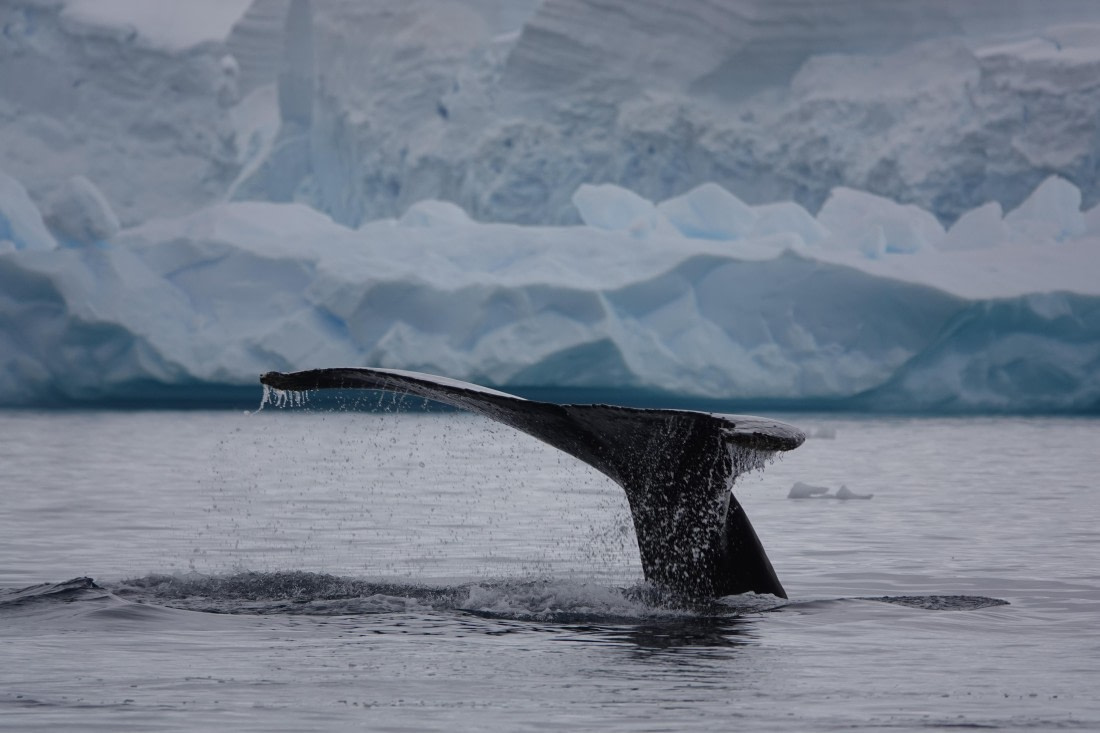 HDS27-26, Day 7, DSC04547 © Unknown photographer - Oceanwide Expeditions.JPG