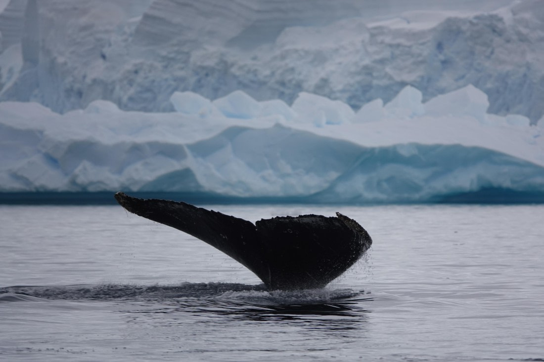 HDS27-26, Day 7, DSC04548 © Unknown photographer - Oceanwide Expeditions.JPG