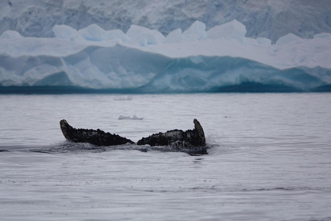 HDS27-26, Day 7, DSC04549 © Unknown photographer - Oceanwide Expeditions.JPG