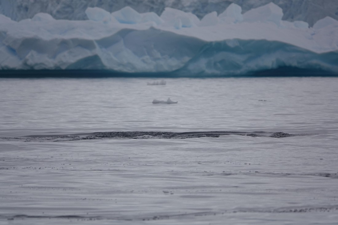 HDS27-26, Day 7, DSC04550 © Unknown photographer - Oceanwide Expeditions.JPG