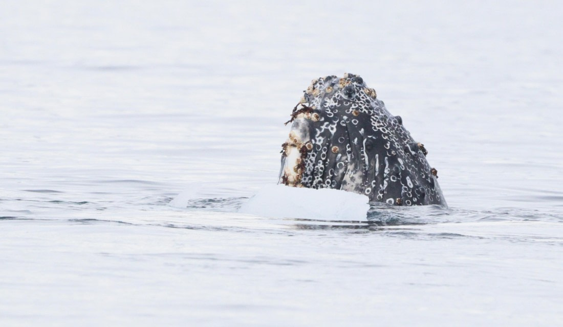 HDS27-26, Day 7, IMG_9313 © Unknown photographer - Oceanwide Expeditions.JPG