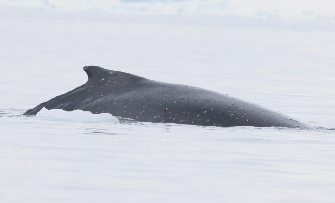 HDS27-26, Day 7, IMG_9322 © Unknown photographer - Oceanwide Expeditions.JPG