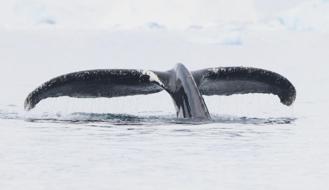 HDS27-26, Day 7, IMG_9344 © Unknown photographer - Oceanwide Expeditions.JPG