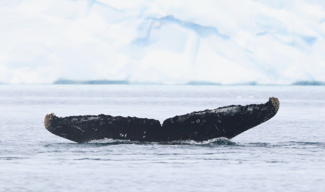 HDS27-26, Day 7, IMG_9364 © Unknown photographer - Oceanwide Expeditions.JPG