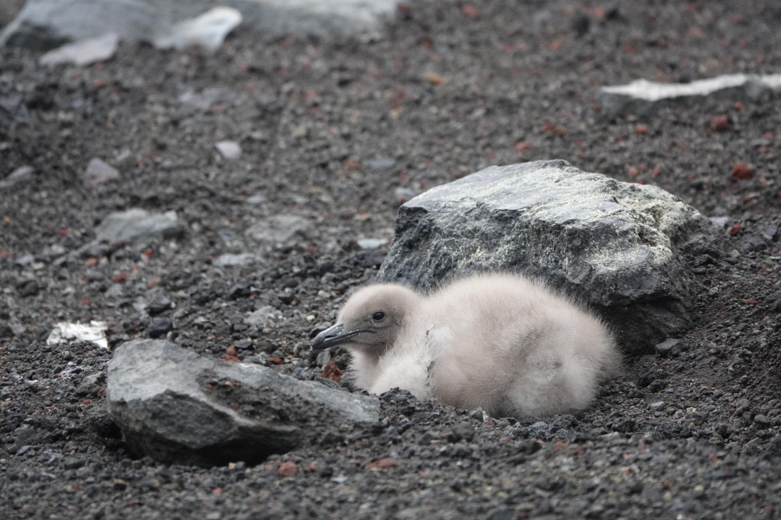 HDS27-26, Day 8, DSC04604 © Unknown photographer - Oceanwide Expeditions.JPG