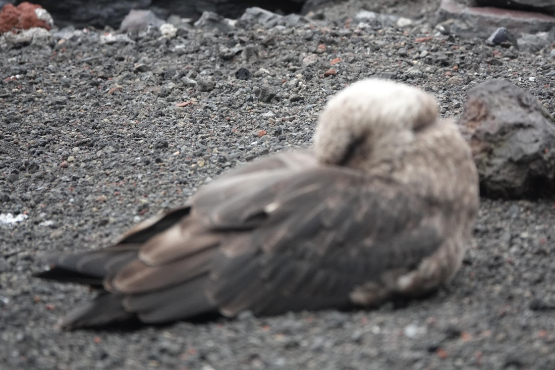 HDS27-26, Day 8, DSC04605 © Unknown photographer - Oceanwide Expeditions.JPG