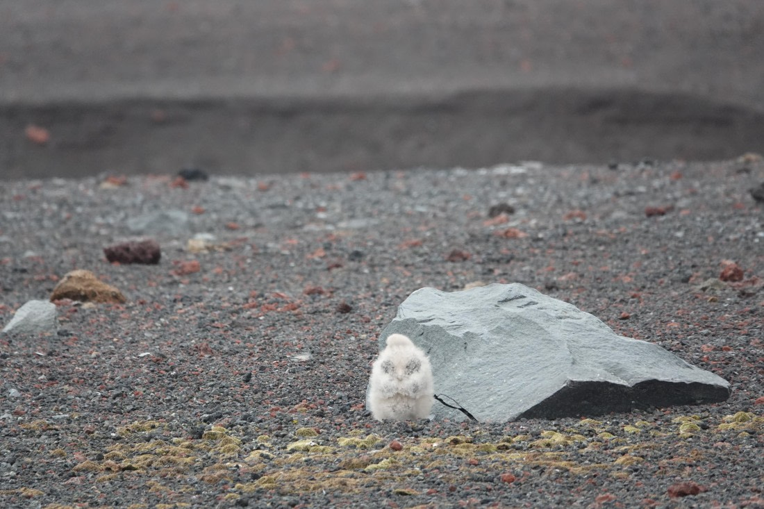 HDS27-26, Day 8, DSC04609 © Unknown photographer - Oceanwide Expeditions.JPG