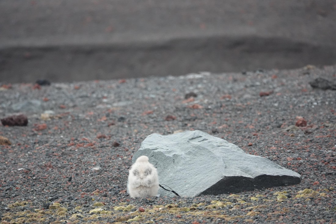 HDS27-26, Day 8, DSC04610 © Unknown photographer - Oceanwide Expeditions.JPG