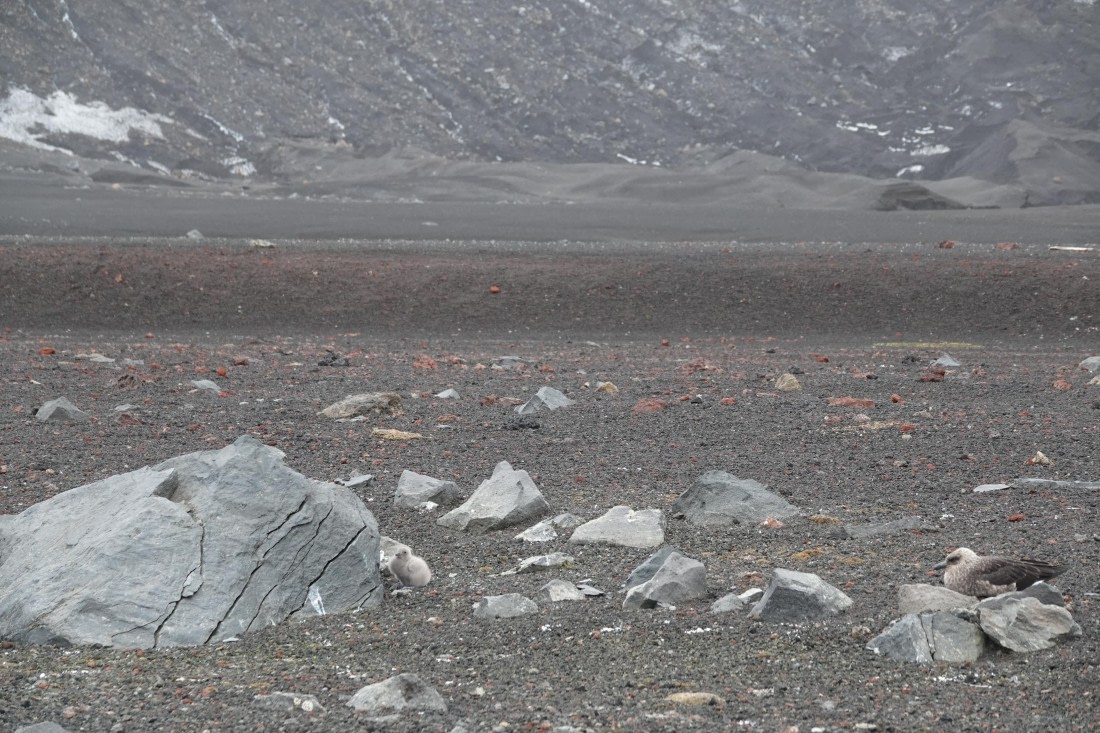 HDS27-26, Day 8, DSC04611 © Unknown photographer - Oceanwide Expeditions.JPG