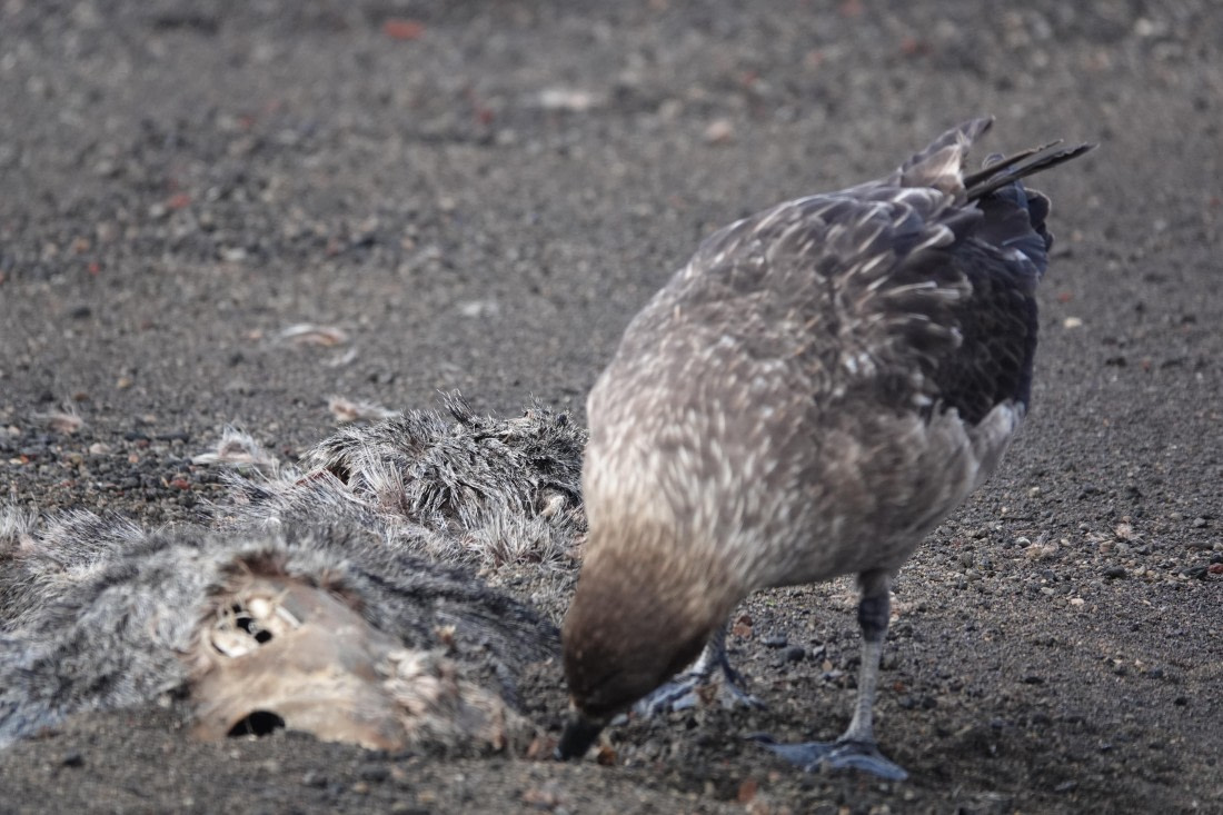 HDS27-26, Day 8, DSC04615 © Unknown photographer - Oceanwide Expeditions.JPG