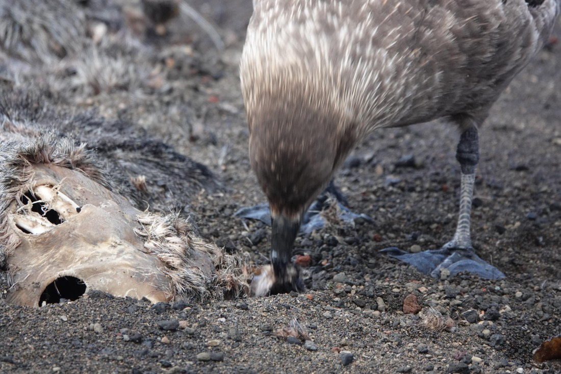 HDS27-26, Day 8, DSC04618 © Unknown photographer - Oceanwide Expeditions.JPG
