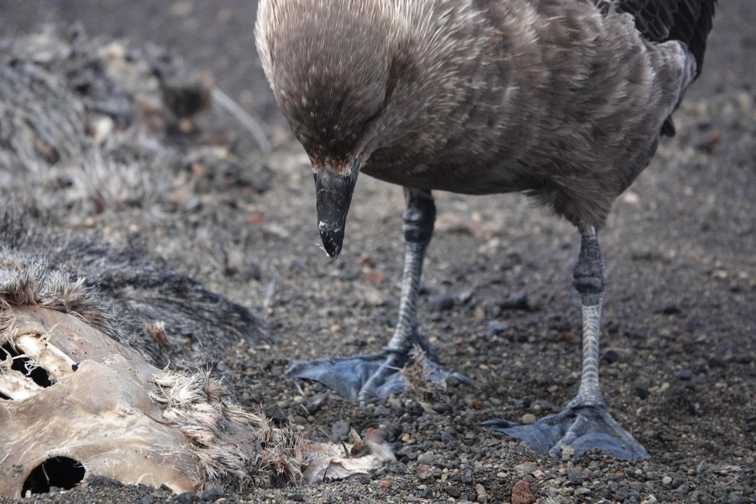 HDS27-26, Day 8, DSC04620 © Unknown photographer - Oceanwide Expeditions.JPG