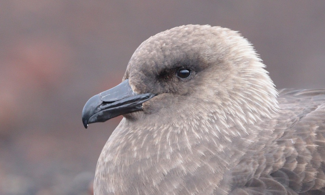 HDS27-26, Day 8, IMG_9495 © Unknown photographer - Oceanwide Expeditions.JPG