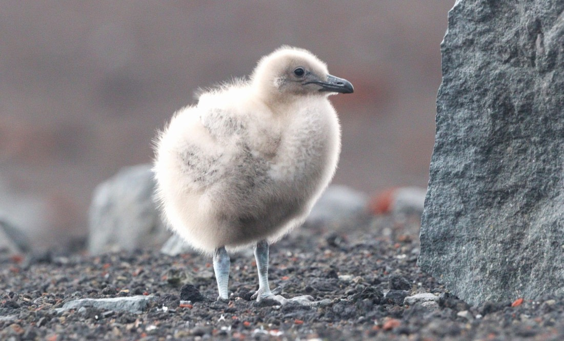 HDS27-26, Day 8, IMG_9532 © Unknown photographer - Oceanwide Expeditions.JPG