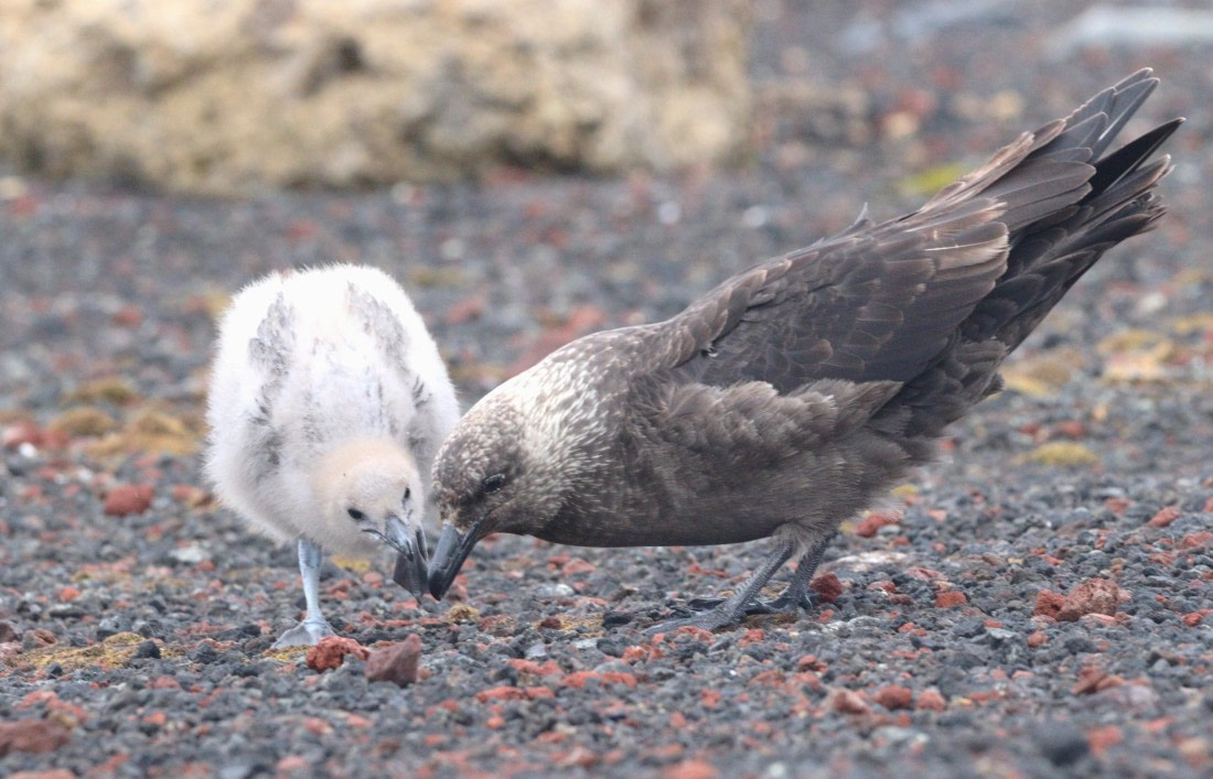 HDS27-26, Day 8, IMG_9591 © Unknown photographer - Oceanwide Expeditions.JPG
