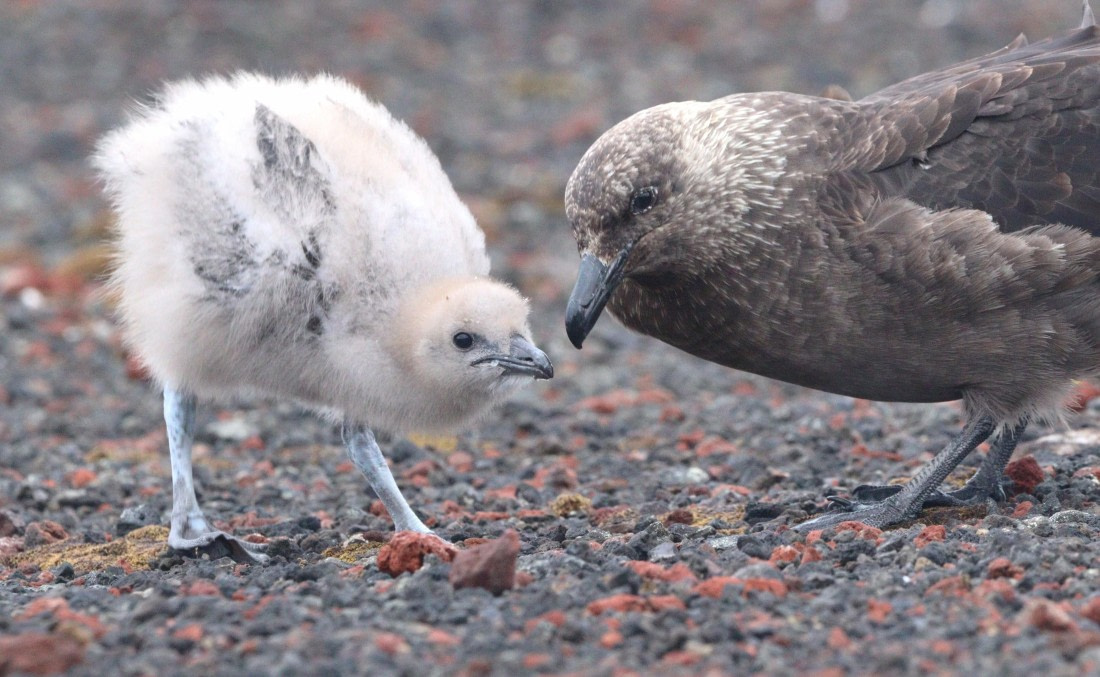 HDS27-26, Day 8, IMG_9595 © Unknown photographer - Oceanwide Expeditions.JPG