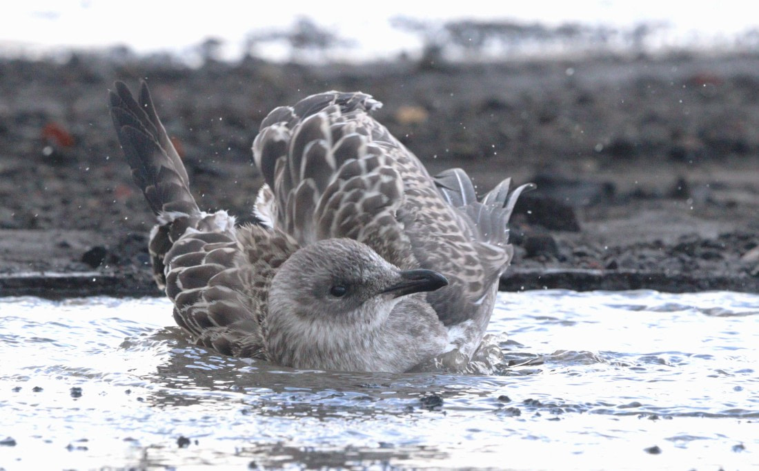 HDS27-26, Day 8, IMG_9660 © Unknown photographer - Oceanwide Expeditions.JPG