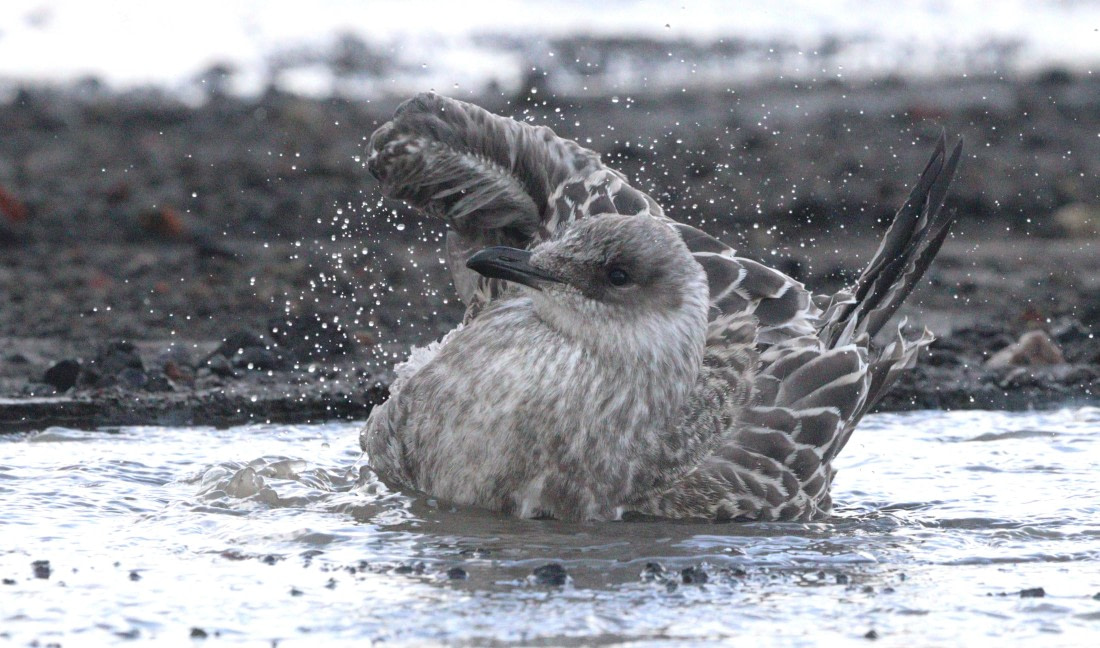 HDS27-26, Day 8, IMG_9682 © Unknown photographer - Oceanwide Expeditions.JPG