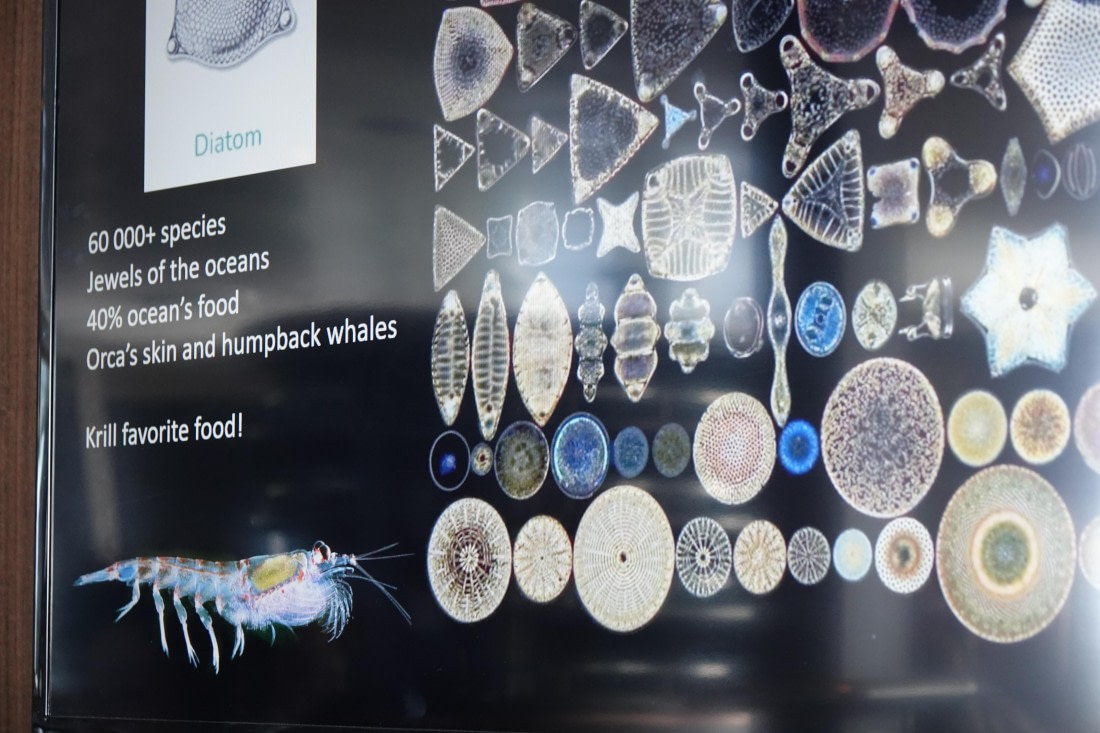 HDS27-26, Day 9, DSC04627 © Unknown photographer - Oceanwide Expeditions.JPG