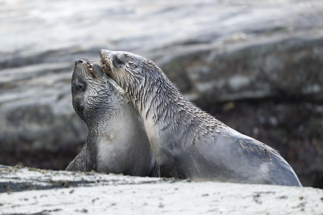 Young furseals playing together on the beach of St Andrew’s Bay,South Georgia