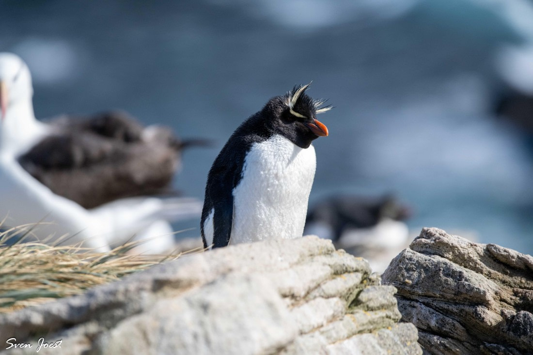 PLA27-26, Day 3, DSC_1297.jpg © Sven Joest - Oceanwide Expeditions.jpg