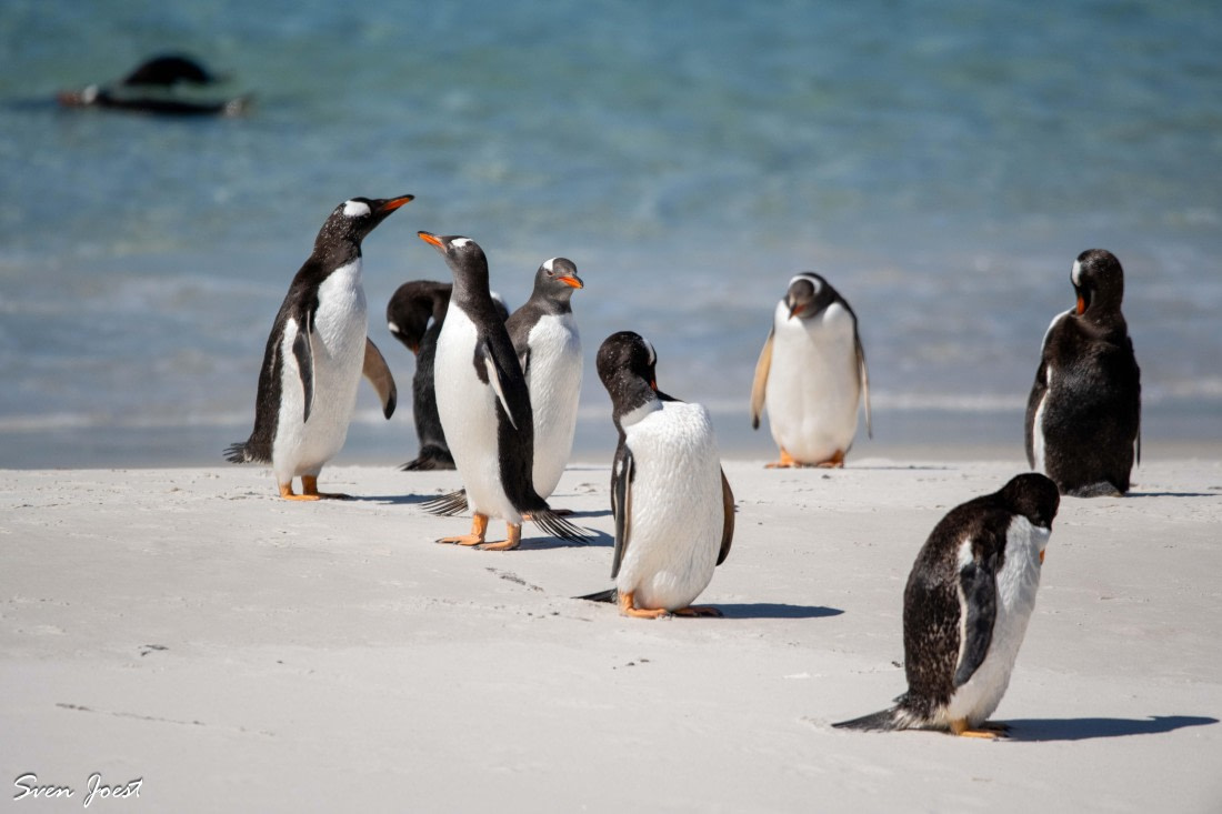 PLA27-26, Day 3, DSC_1568.jpg © Sven Joest - Oceanwide Expeditions.jpg