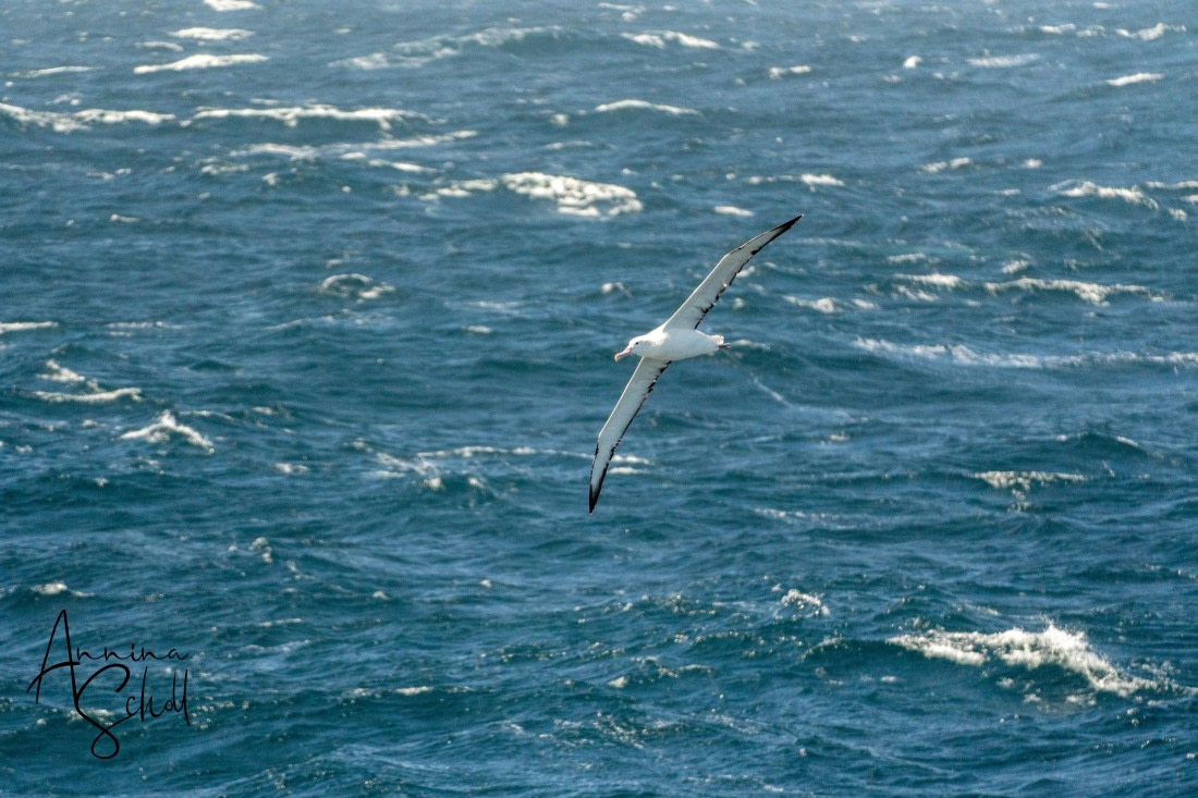 PLA27-26, Day 5, DSC02611.jpg © Annina Scholl - Oceanwide Expeditions.jpg