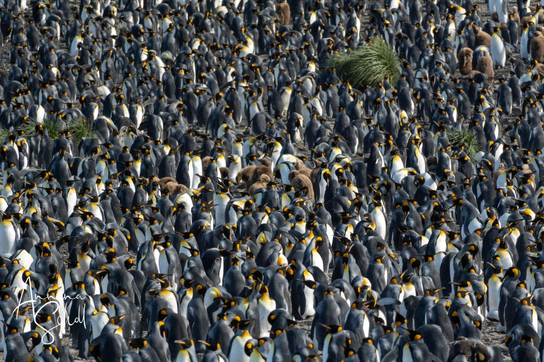 PLA27-26, Day 7, DSC03336.jpg © Annina Scholl - Oceanwide Expeditions.jpg