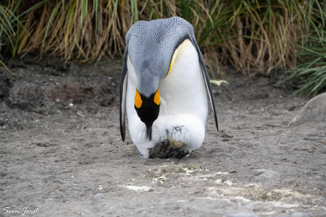 PLA27-26, Day 8, DSC_2687.jpg © Sven Joest - Oceanwide Expeditions.jpg