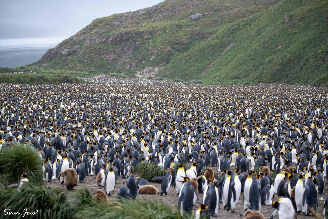 PLA27-26, Day 8, DSC_2689.jpg © Sven Joest - Oceanwide Expeditions.jpg