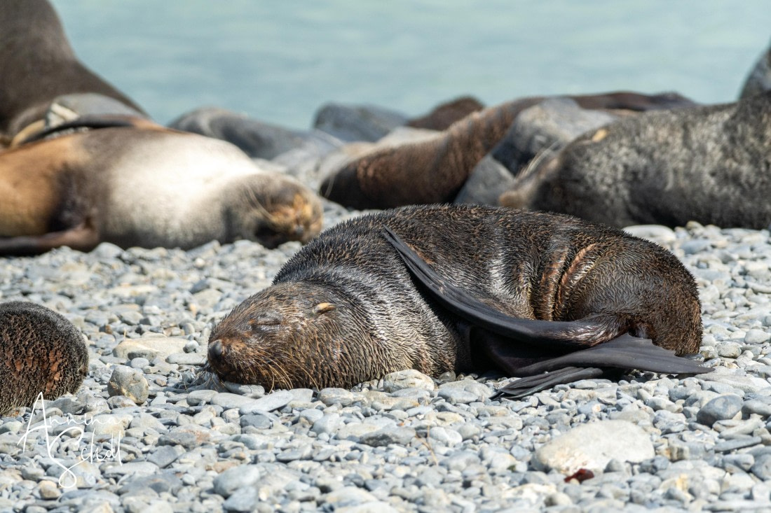 PLA27-26, Day 8, DSC03673.jpg © Annina Scholl - Oceanwide Expeditions.jpg