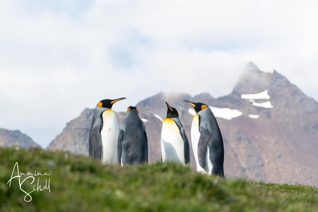 PLA27-26, Day 8, DSC03780.jpg © Annina Scholl - Oceanwide Expeditions.jpg