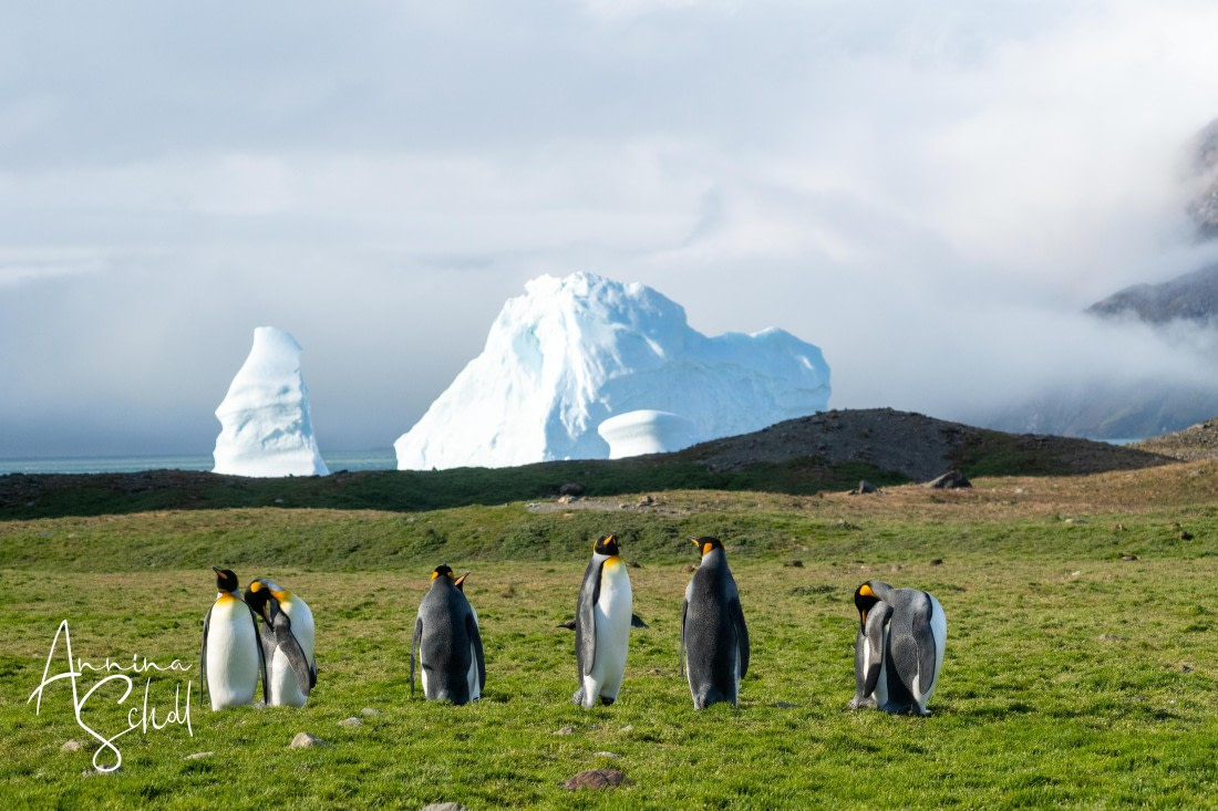 PLA27-26, Day 8, DSC03792.jpg © Annina Scholl - Oceanwide Expeditions.jpg