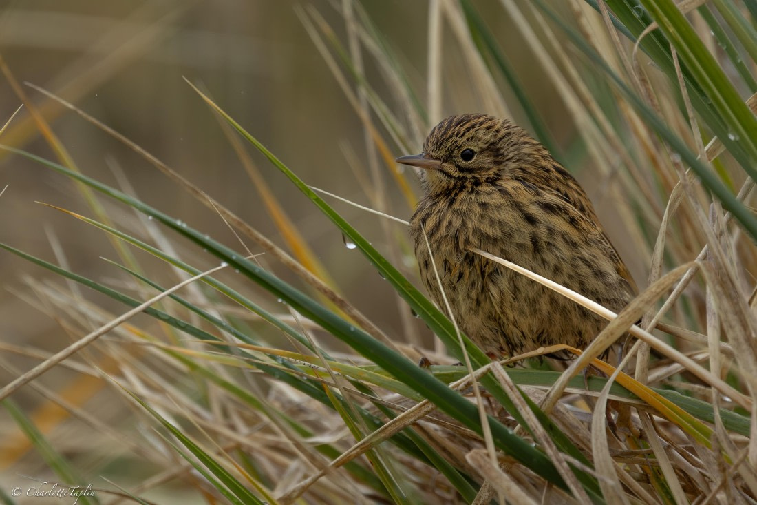 PLA27-26, Day 9, FZ1A7337.jpg © Charlotte Taplin - Oceanwide Expeditions.jpg