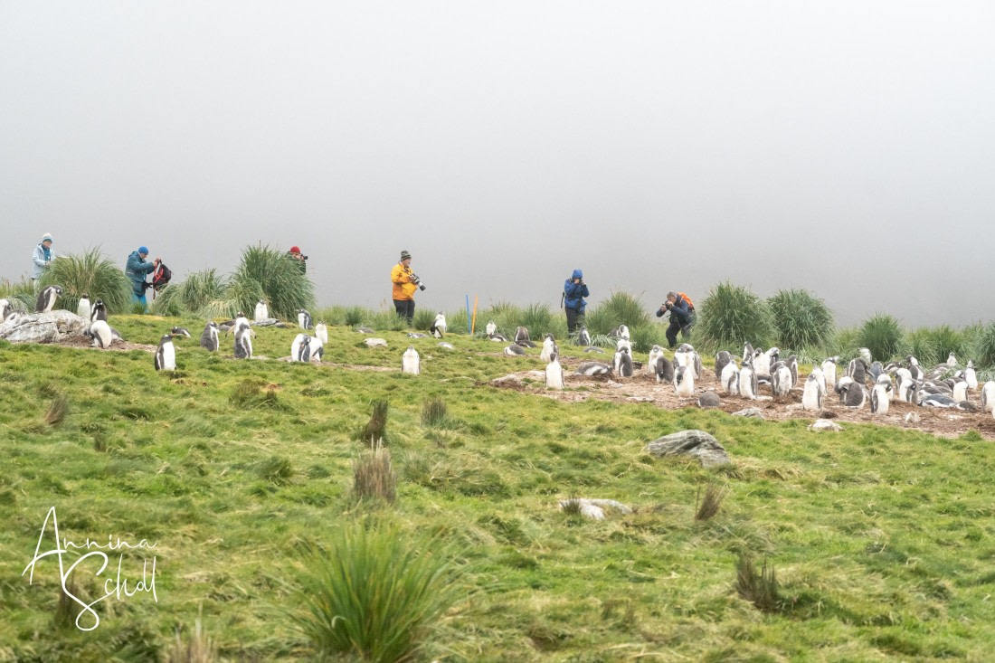 PLA27-26, Day 9, DSC03938.jpg © Annina Scholl - Oceanwide Expeditions.jpg