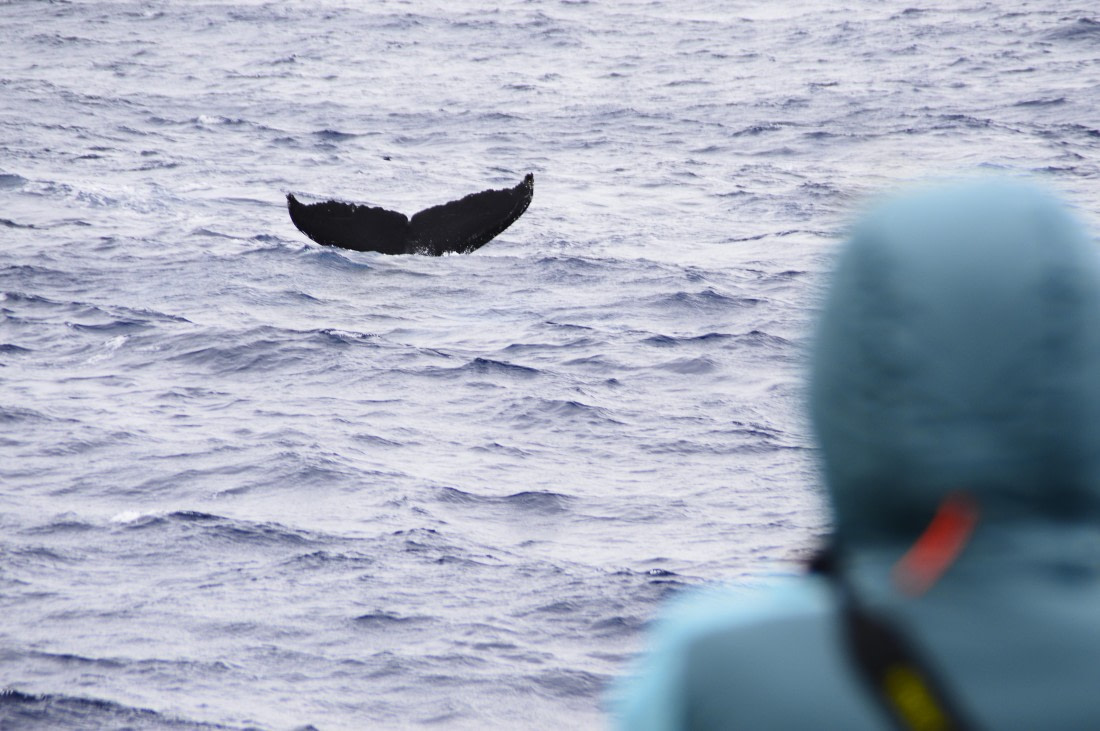 PLA27-26, Day 10, _DSC0322.JPG © Unknown Photographer - Oceanwide Expeditions.JPG