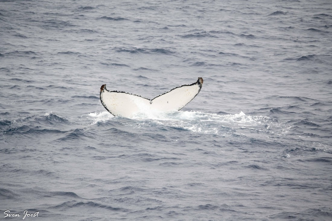 PLA27-26, Day 10, DSC_3034.jpg © Sven Joest - Oceanwide Expeditions.jpg