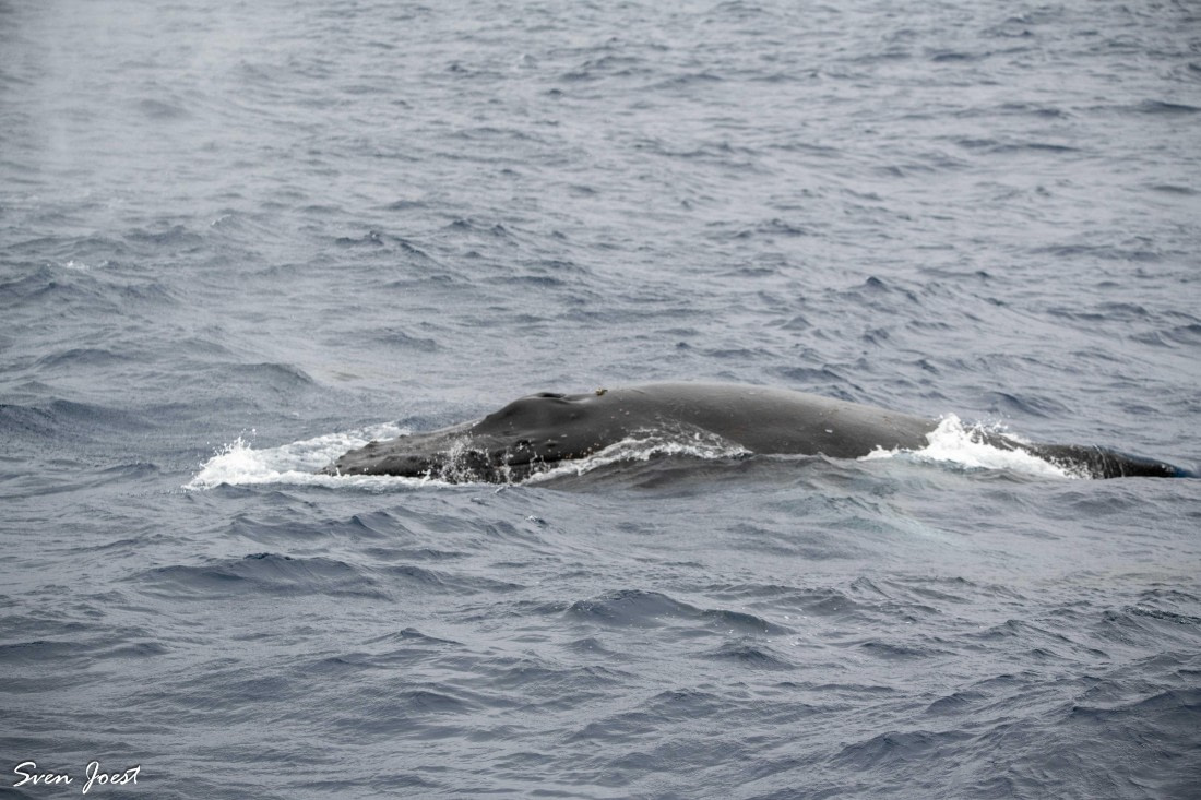 PLA27-26, Day 10, DSC_3217.jpg © Sven Joest - Oceanwide Expeditions.jpg
