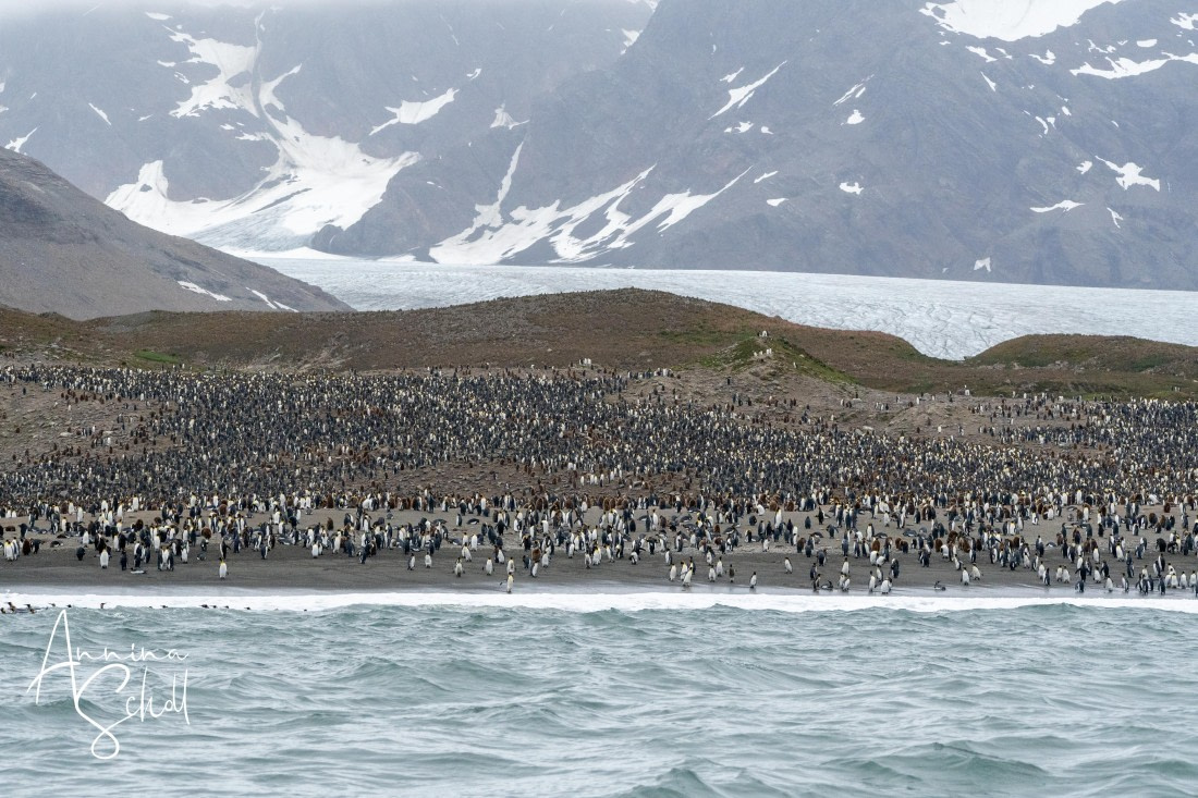 PLA27-26, Day 10, DSC04045.jpg © Annina Scholl - Oceanwide Expeditions.jpg