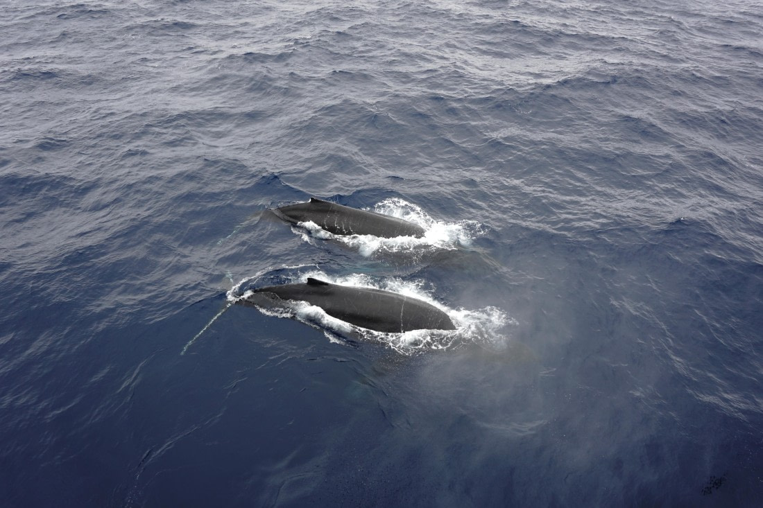 PLA27-26, Day 10, DSC09461.JPG © Unknown Photographer - Oceanwide Expeditions.JPG