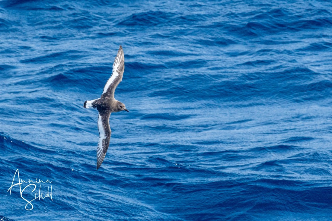 PLA27-26, Day 13, DSC04888.jpg © Annina Scholl - Oceanwide Expeditions.jpg